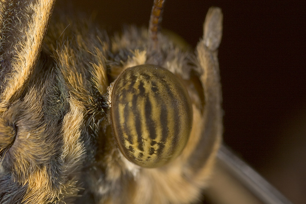 The eye of a butterfly