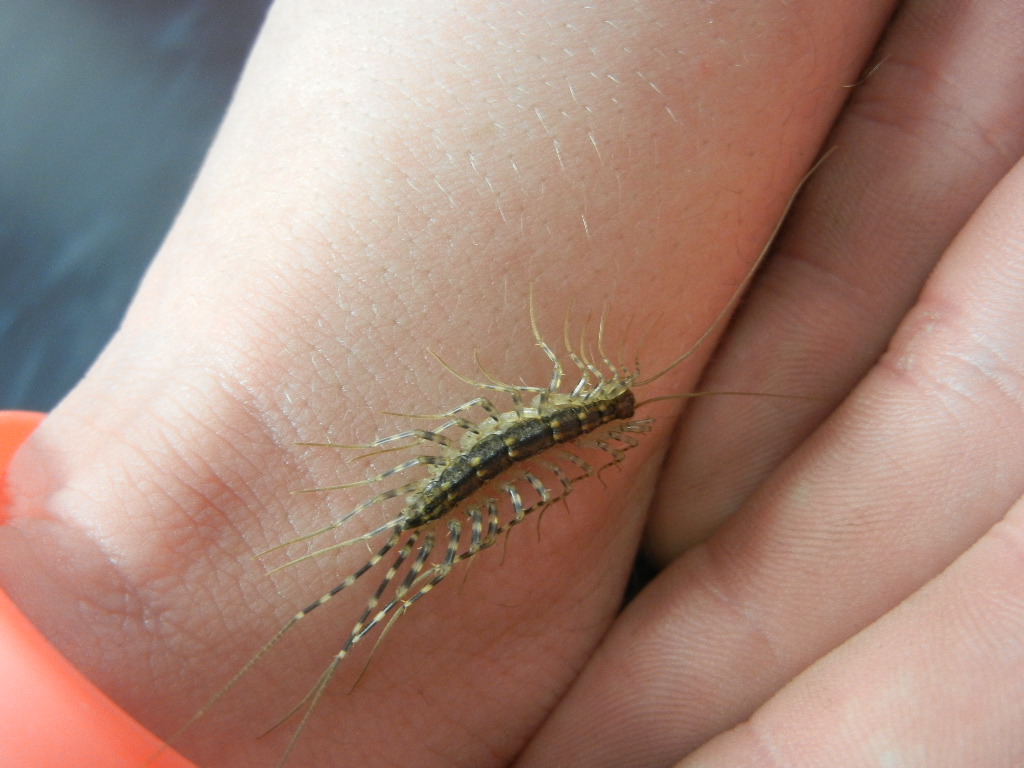 House Centipede