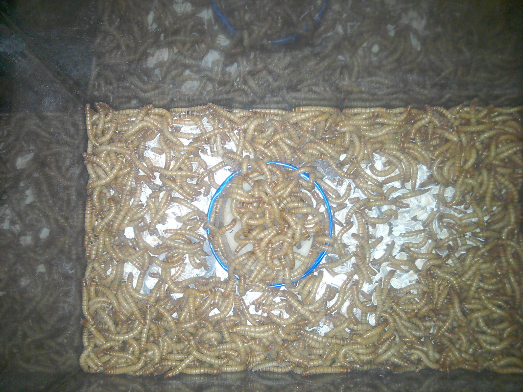 Mealwarm farm eating a potato slice