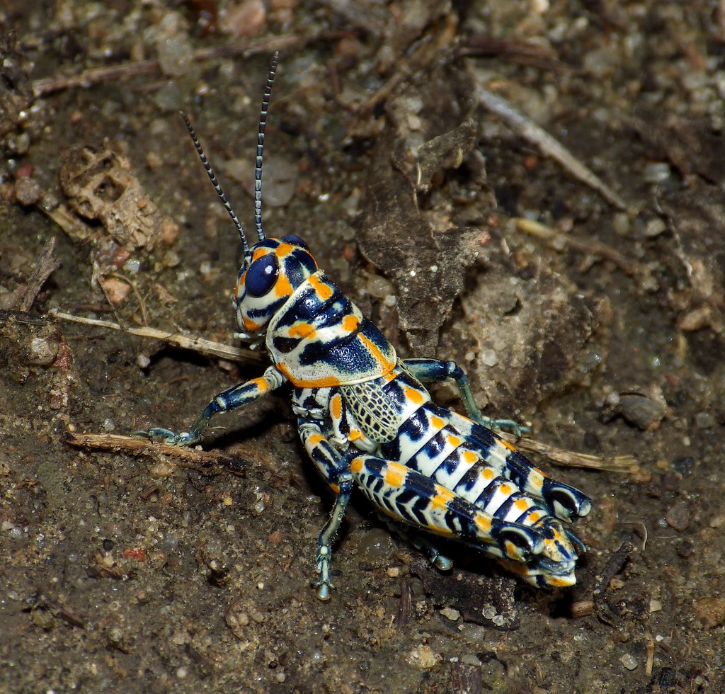 painted grasshopper resting on the ground