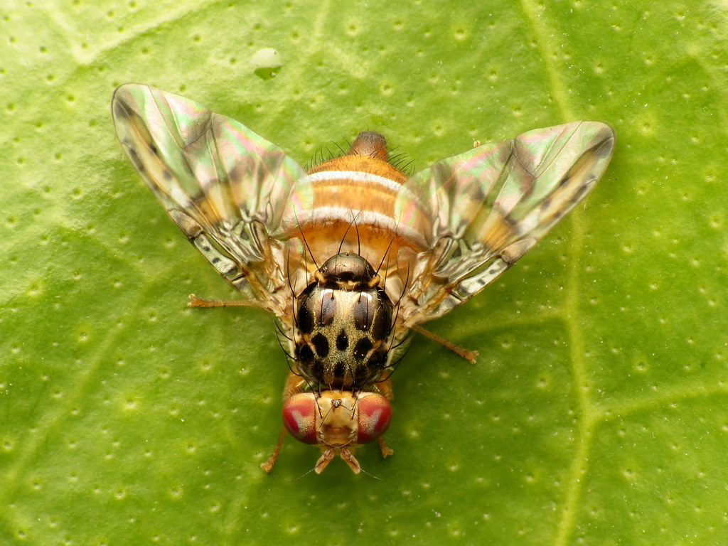 A Medfly on a leaf