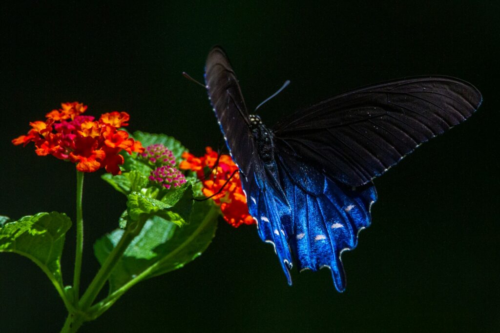 A blue and black butterfly sitting on top of a flower