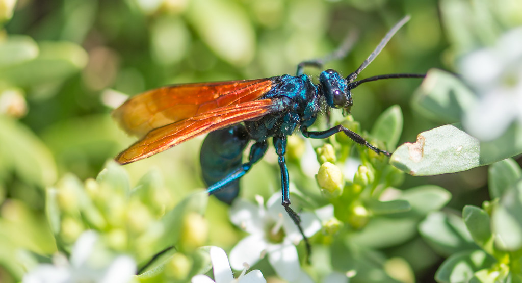 A macro-shot of a tarantula hawk wasp on a flower