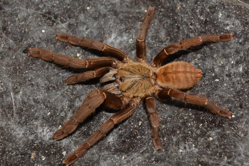 Chinese Bird Spider, a venomous spider, on a rocky surface