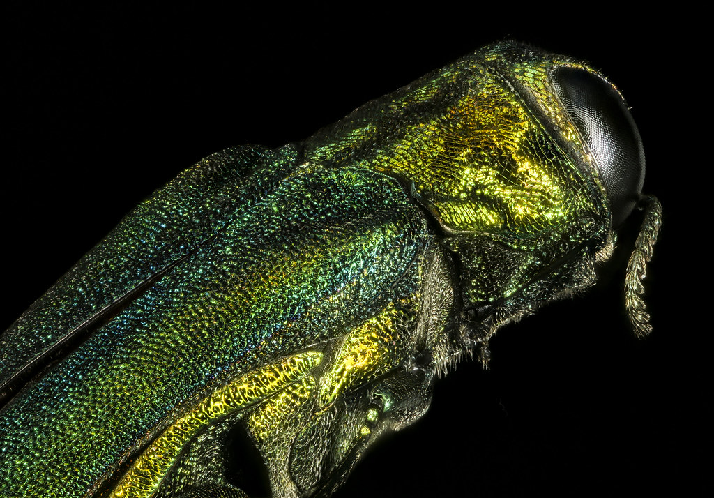 The back of an Emerald ash borer