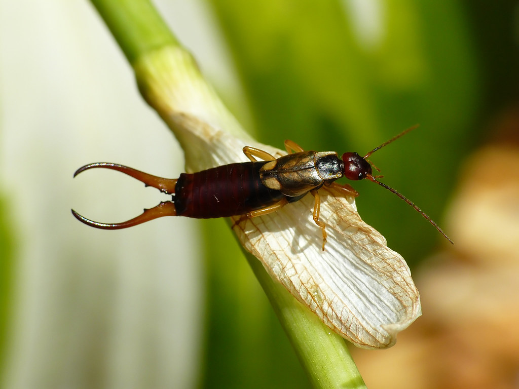 European Earwig (Forficula auricularia)