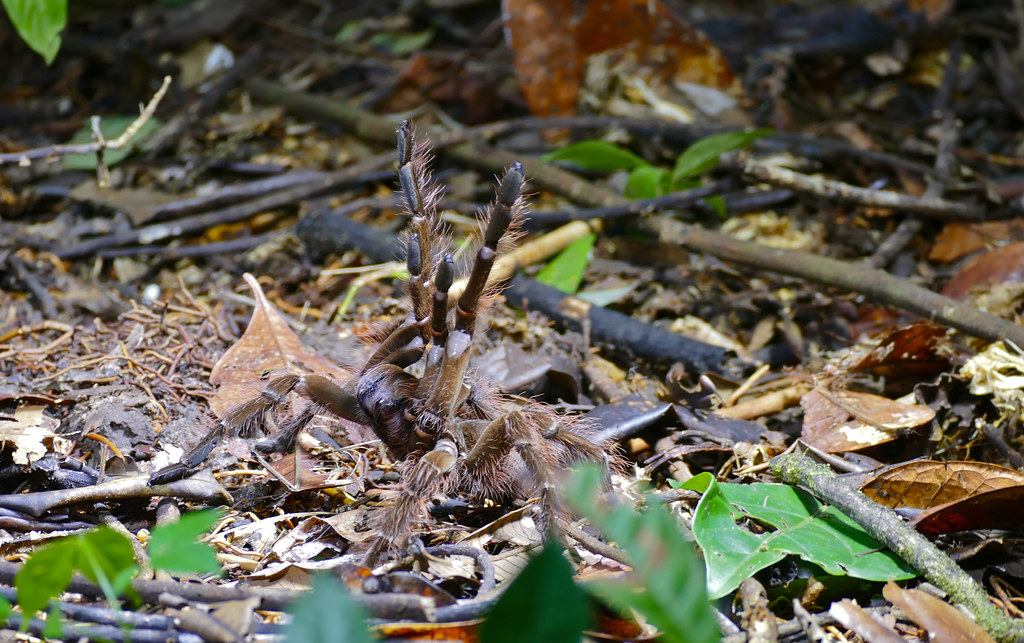 A Goliath birdeater spider responding to a threat