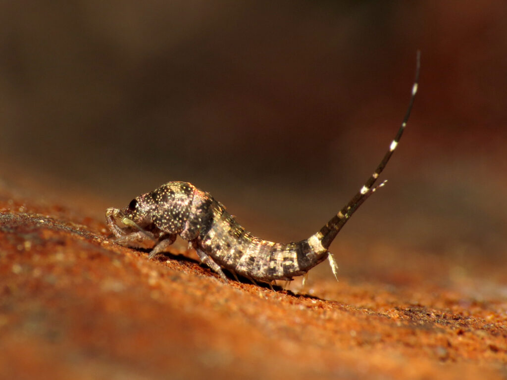 A Fancy Bristletail on a red soil