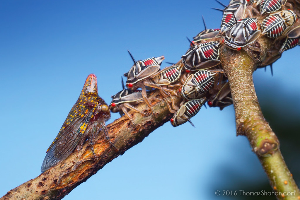 Oak Treehopper (Platycotis vittata) female watches over a group of nymphs.