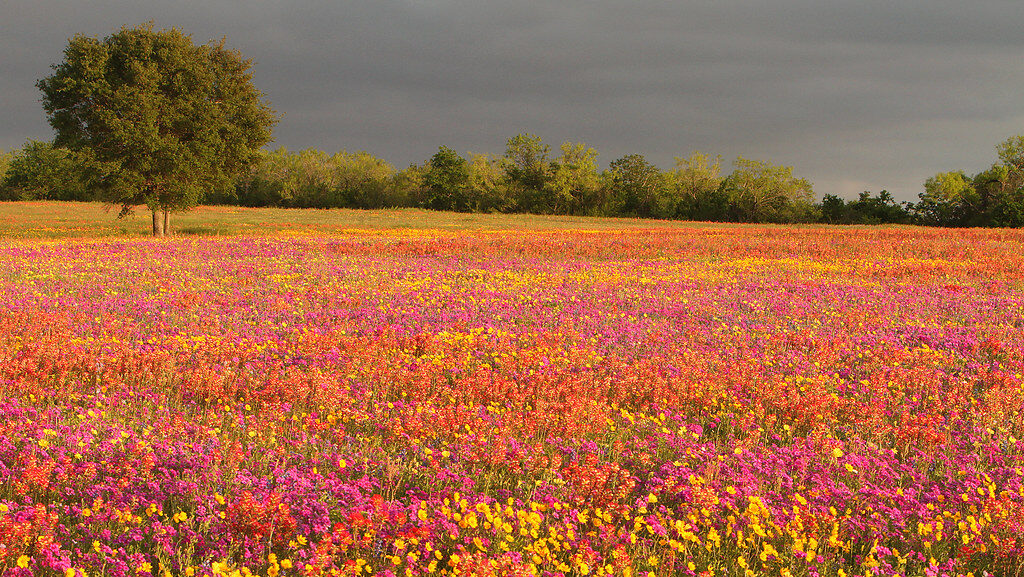 A field of many colors of flowers.