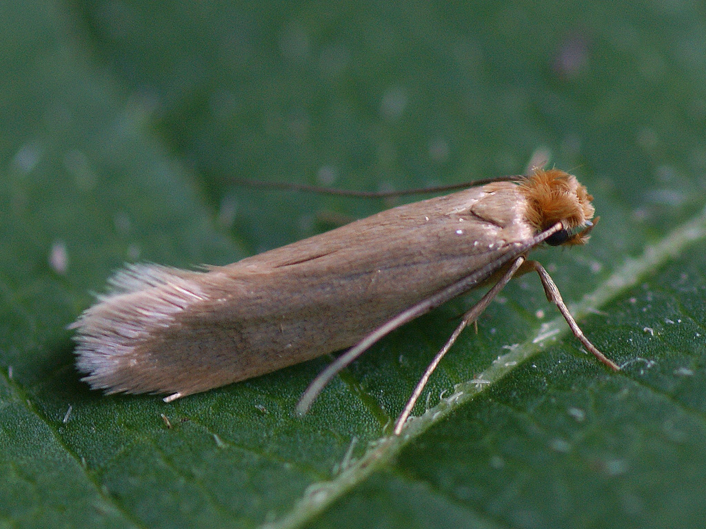 Tineola bisselliella-  Common clothes moth