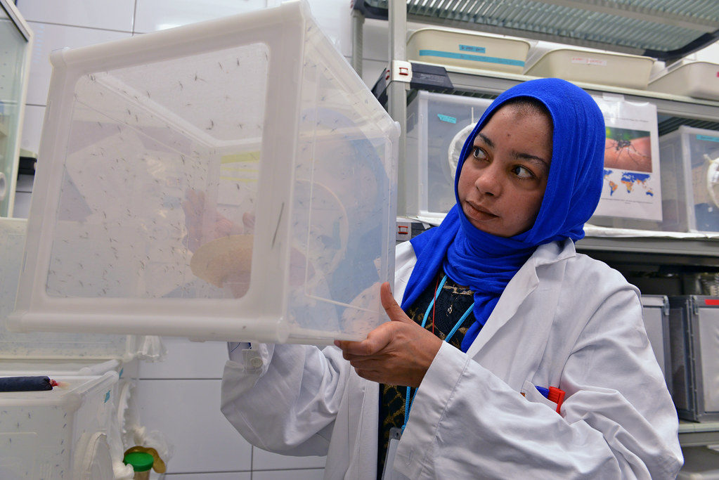 Lab bed Mosquitoes under study