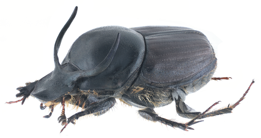 Onthophagus taurus, the strongest insect in the world