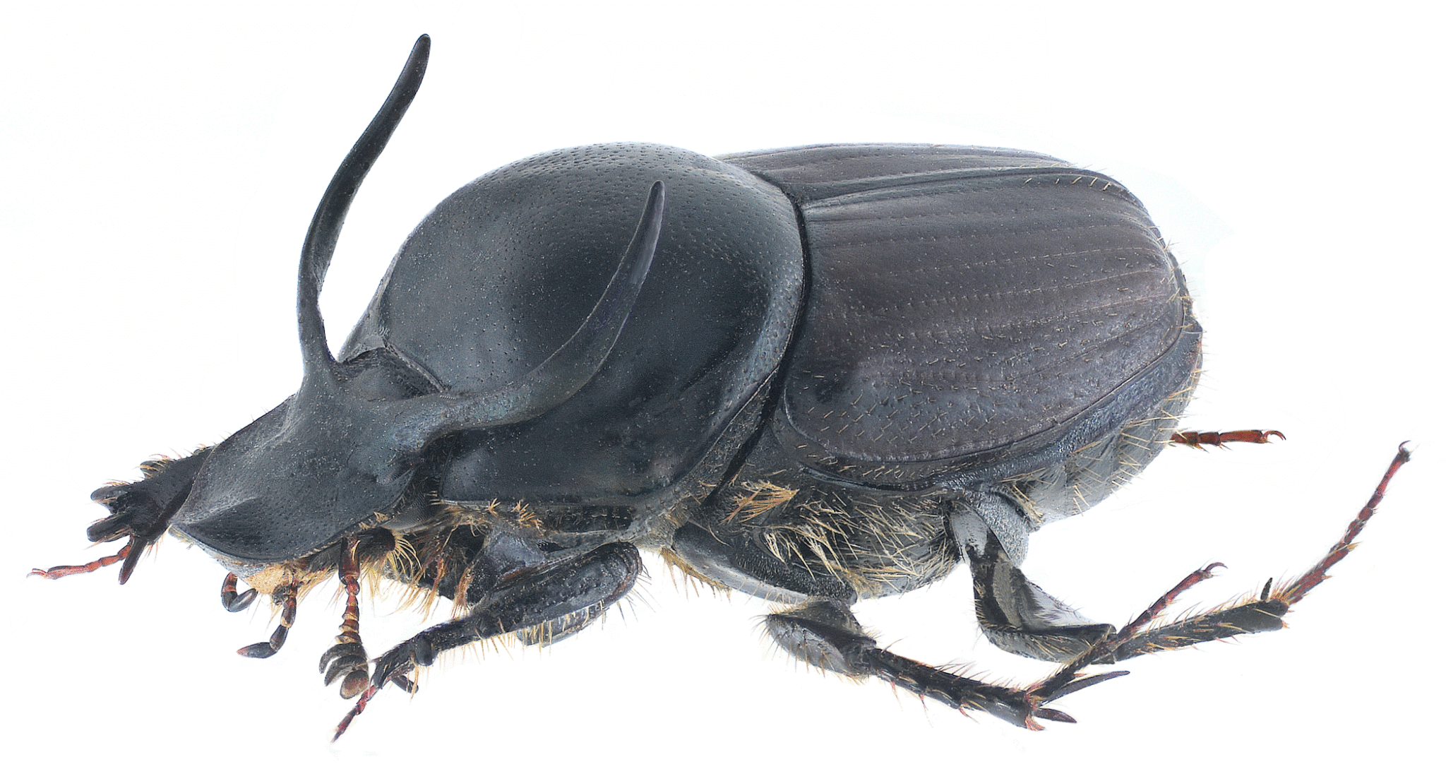 The Strongest Insect in the World – It Can Lift 1,000 Times Its Body ...