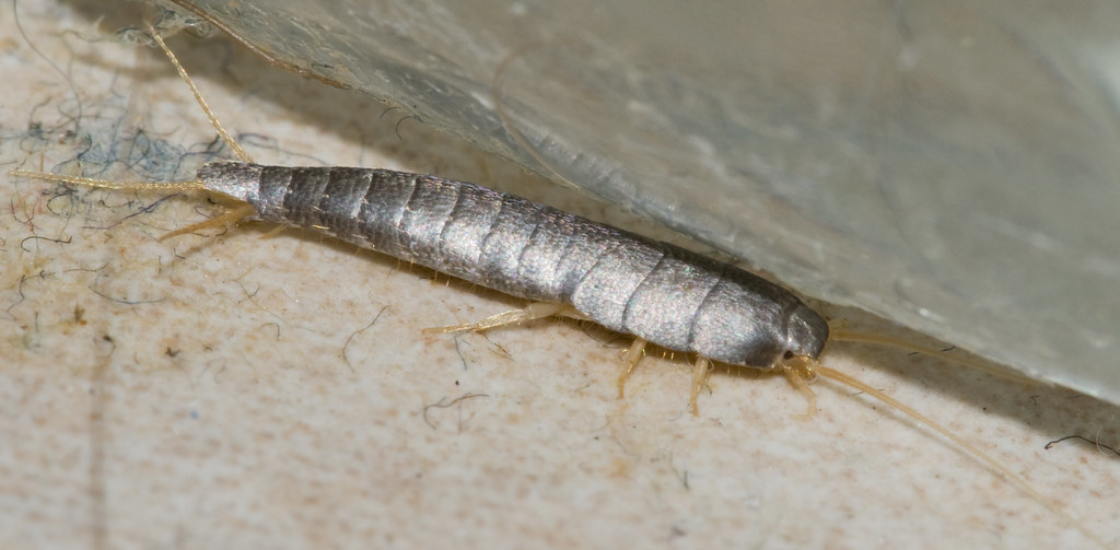 A silverfish on a bathroom floor