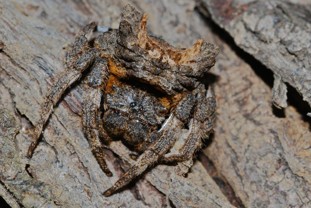 Common Bark Spider (Caerostris sexcuspidata)