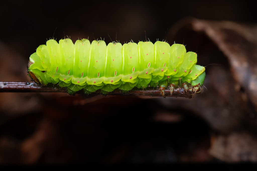 The larva of a Luna Moth