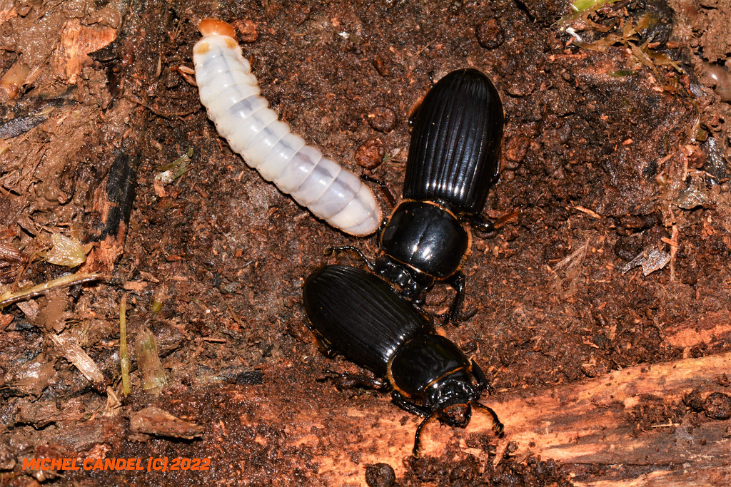 Bess beetles (Passalidae)