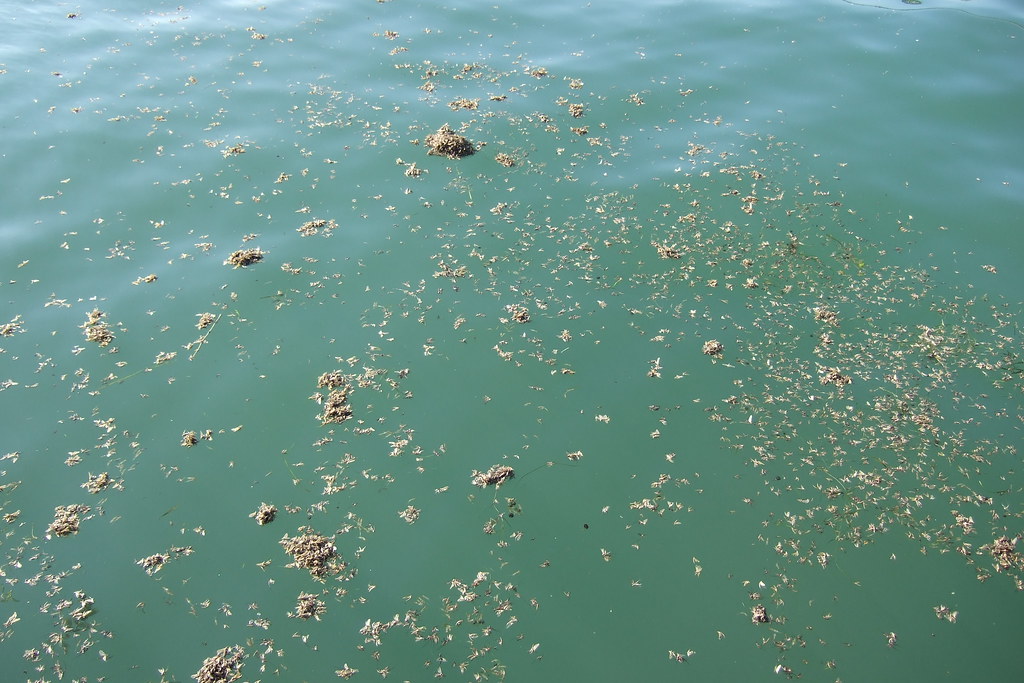 Mayfly Nymphs on water surface