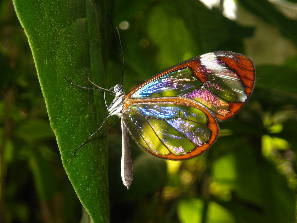 Glasswing butterfly reflecting sunlight