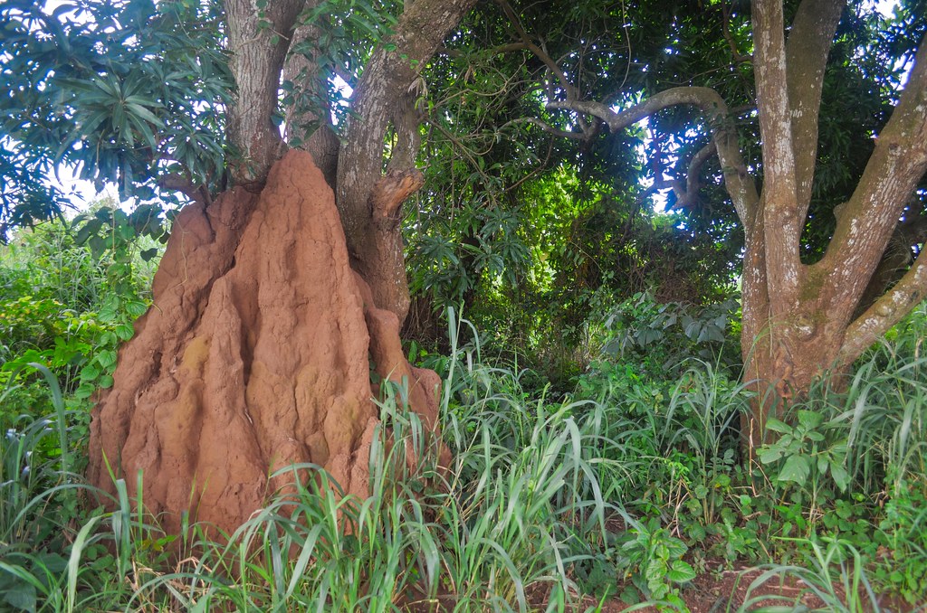 A termite hill in a forest
