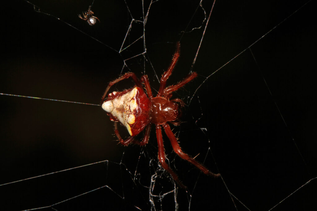 Orbweaver spider on a nearly invisible web