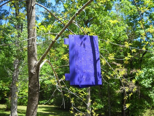 A trap for capturing insects