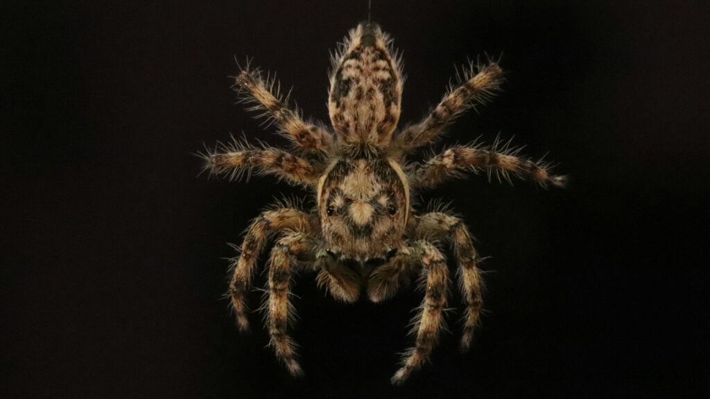 brown and black spider on black background