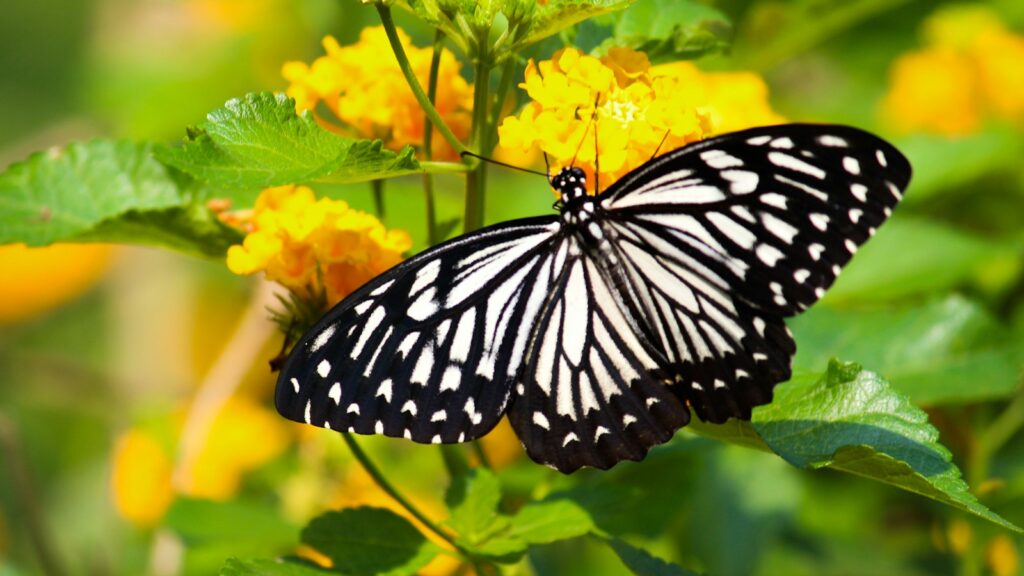 black and white butterfly on yellow flower