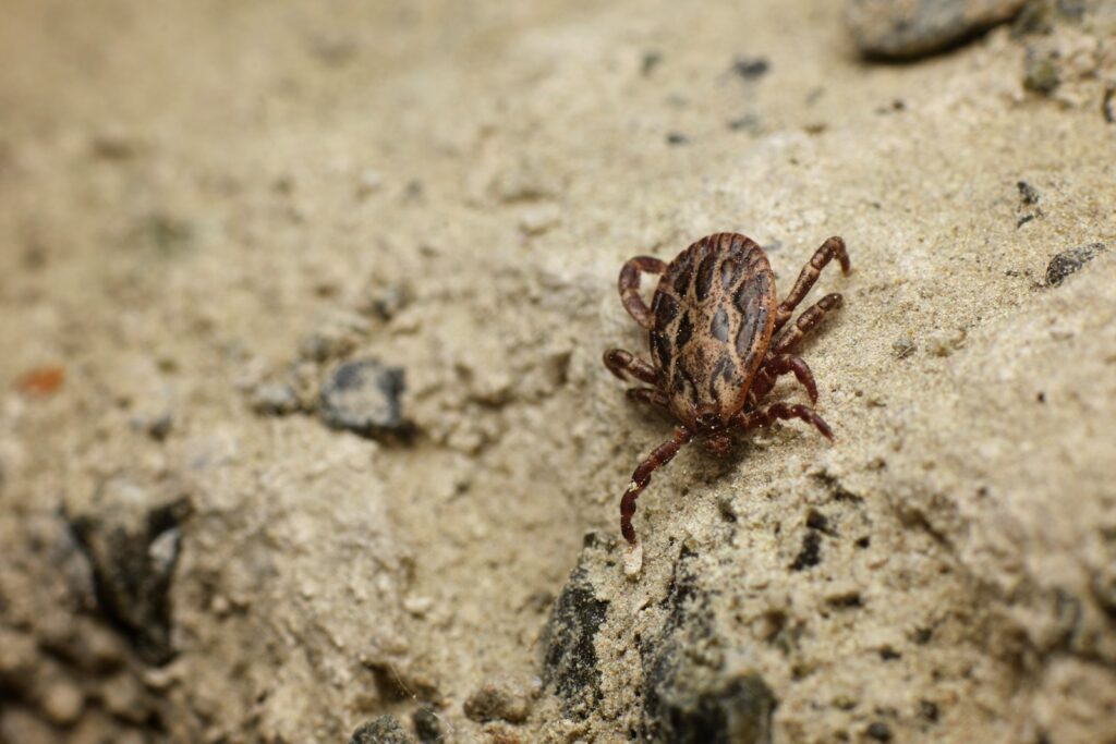 Brown and black tick on gray concrete floor
