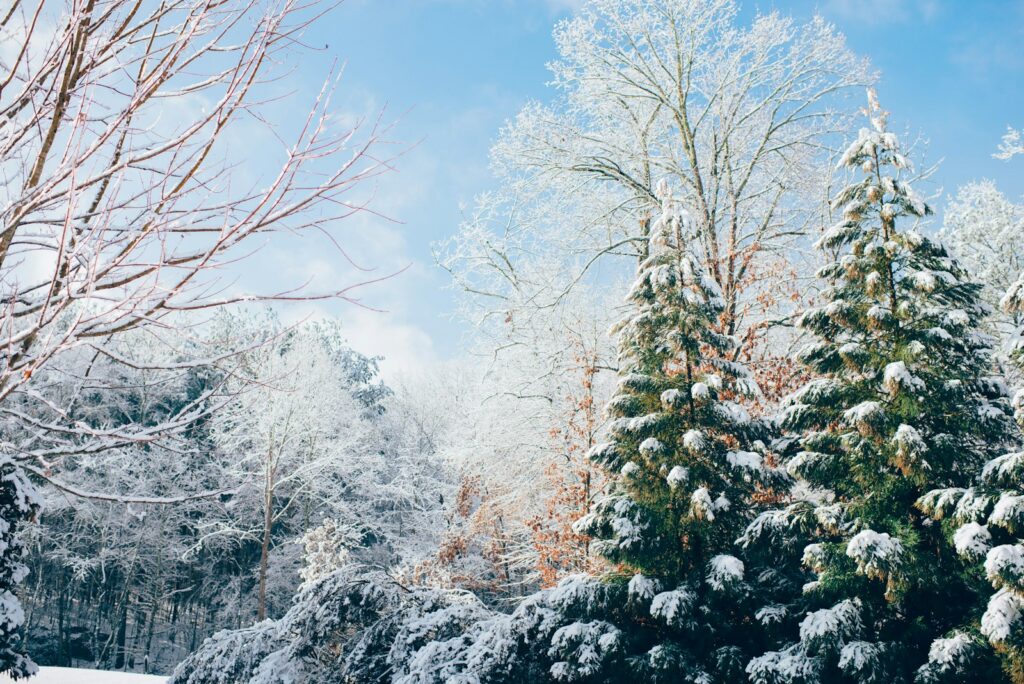 Green pine trees during snow season