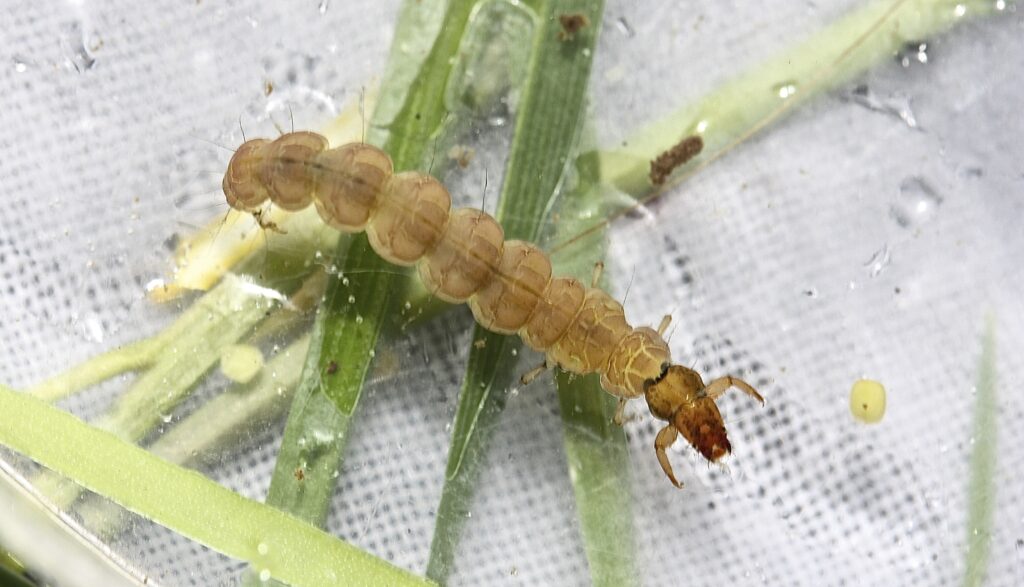 Free-living caddisfly larva (Rhacophilia ledra)