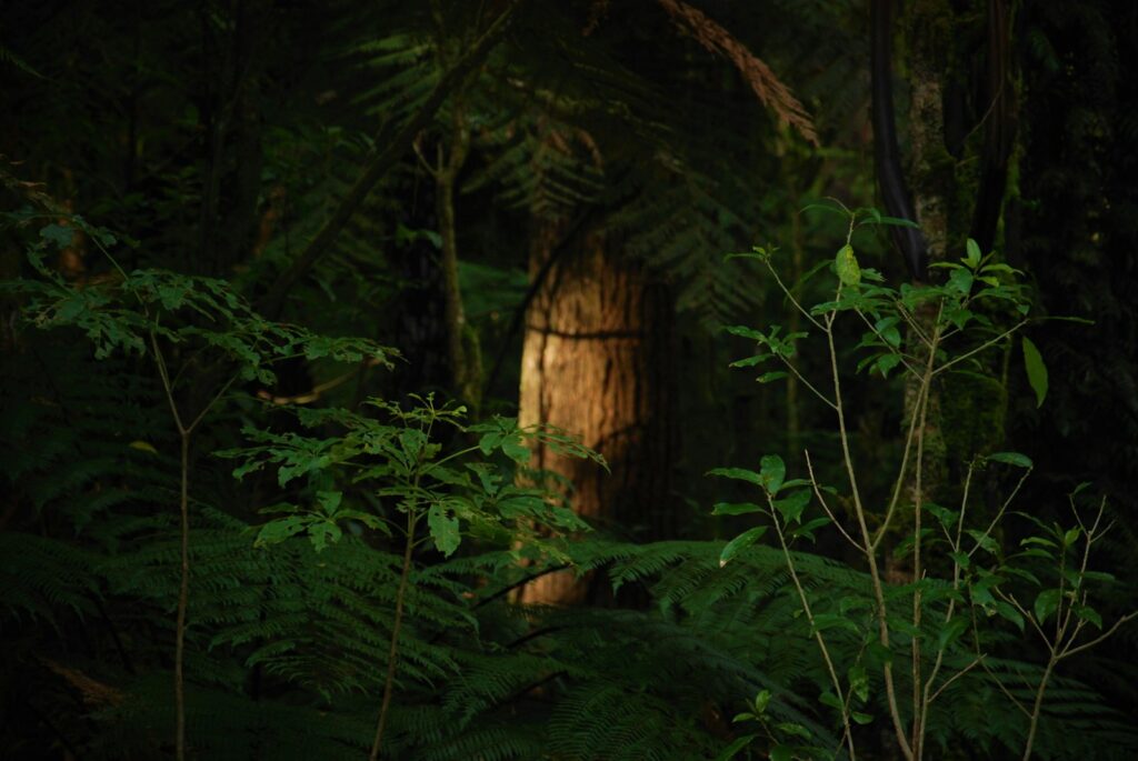 a large tree in the middle of a forest