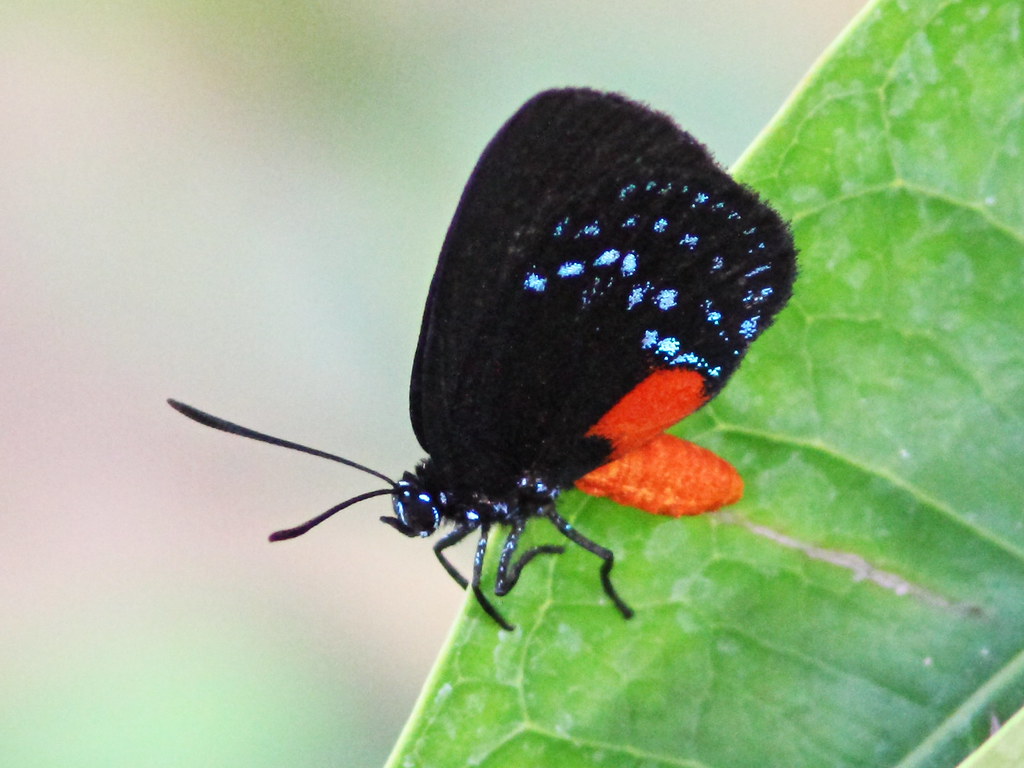 Florida's atala butterfly on coontie