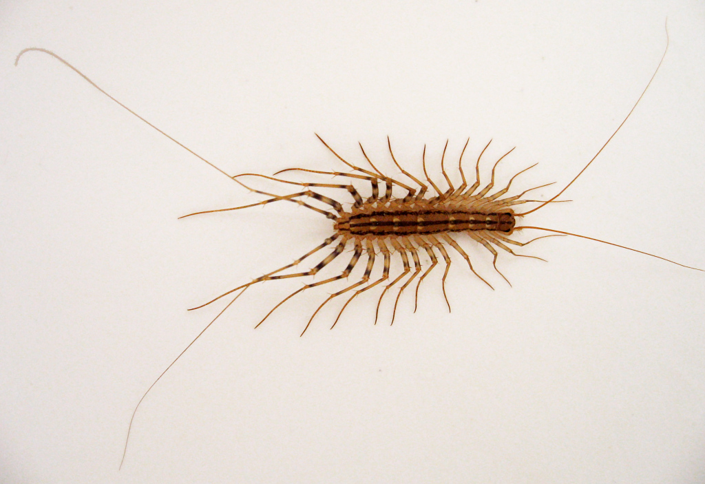 Macro-shot of a House centipede in a white background