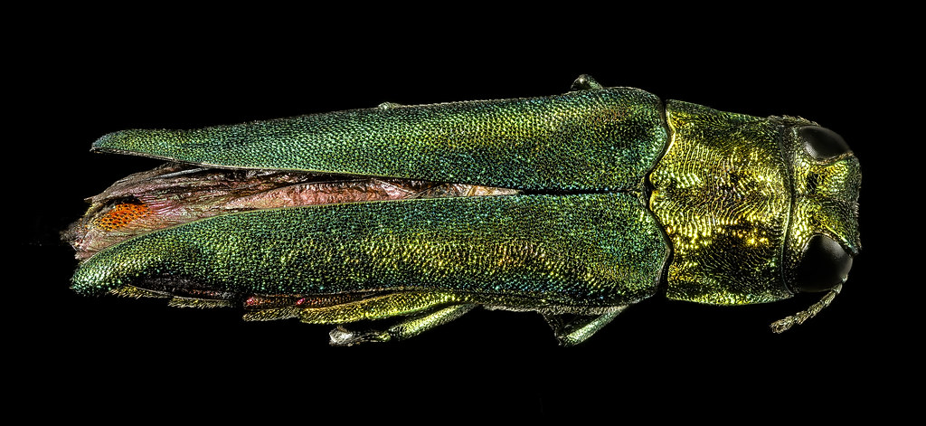 emerald ash borer, back