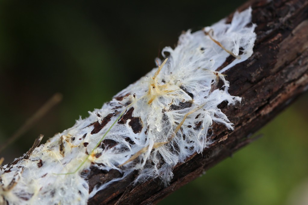 Fungal mycorrhiza