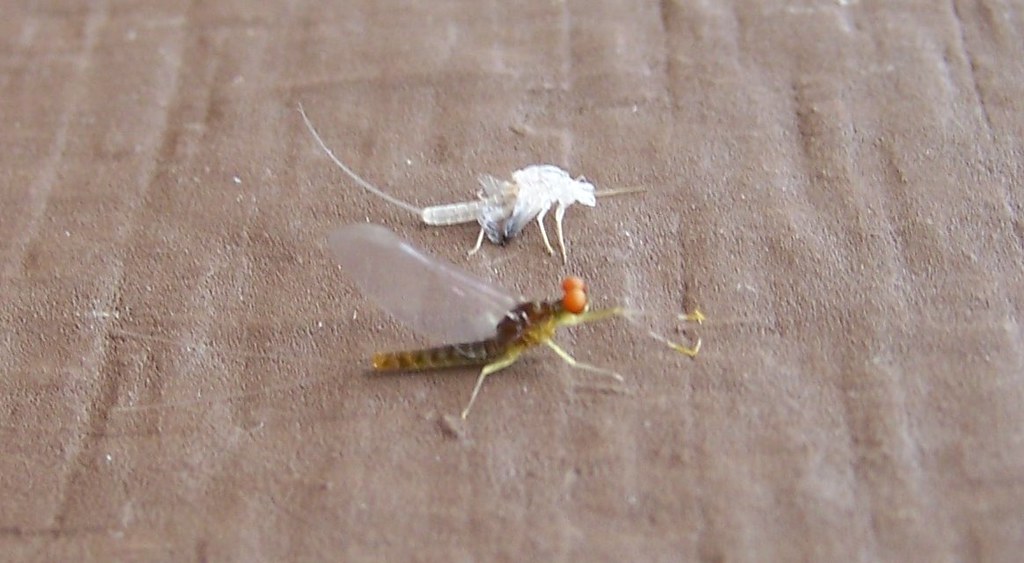 Newly molted mayfly