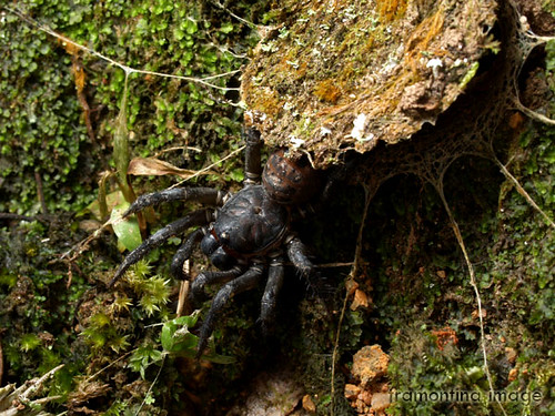 A Trapdoor spider climbing a mossy surface