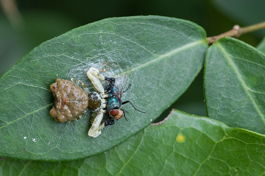 A bird-dropping spider and prey on a leaf