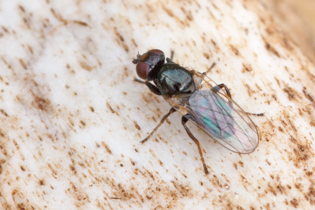 Cheese fly on a bone