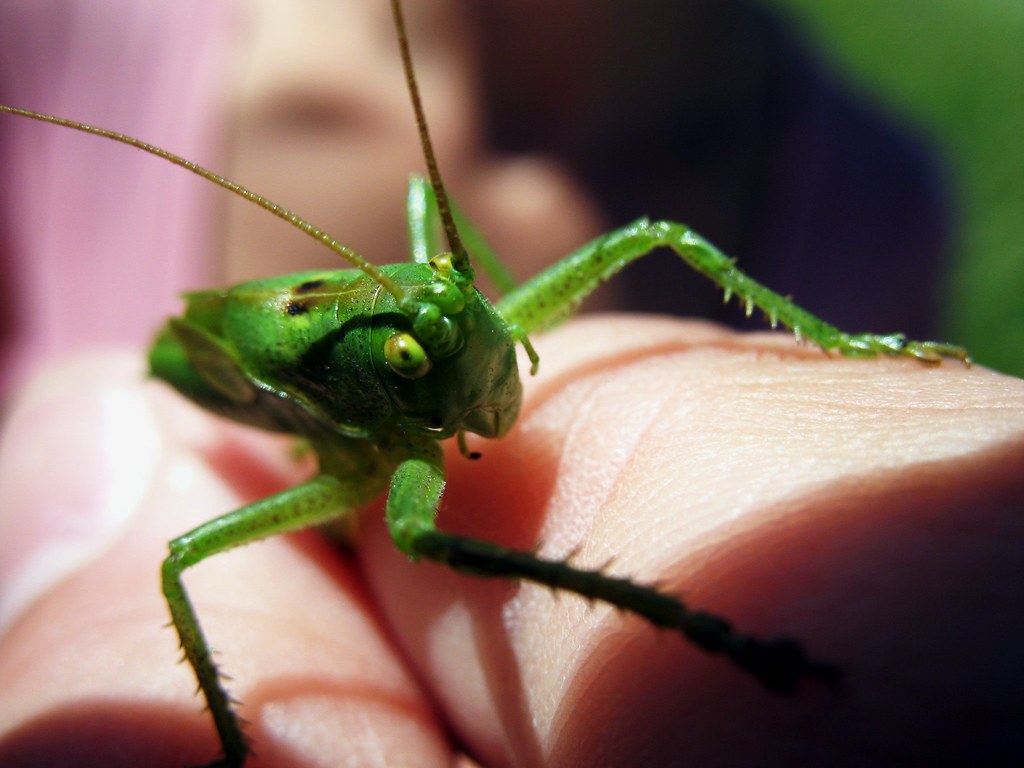 Human interference in mating calls