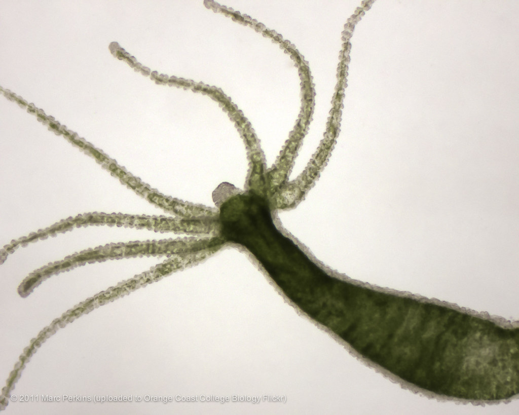 A live hydra