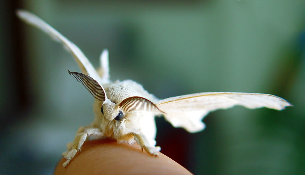 Mariposa de Bombyx mori
