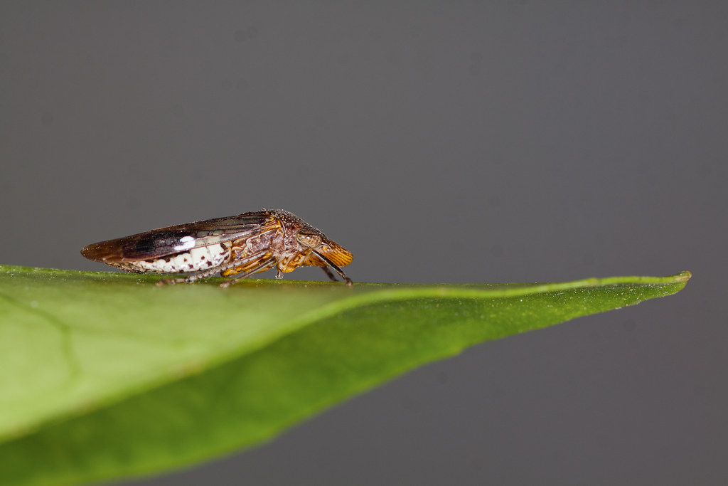 Glassy-winged-sharpshooter