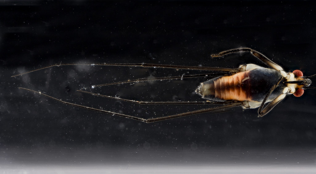 Striding Water strider
