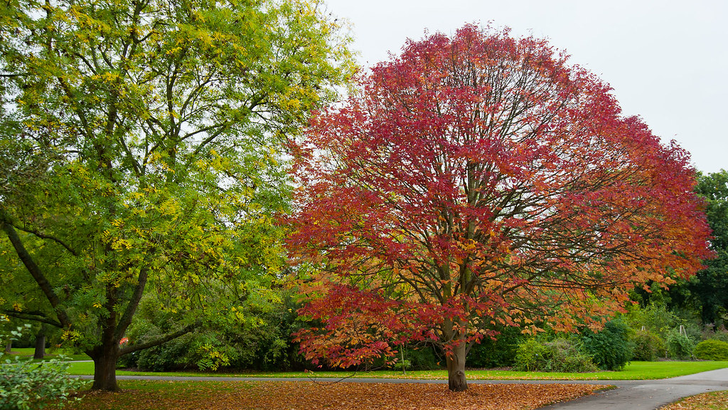 Eastern North America Ash tree