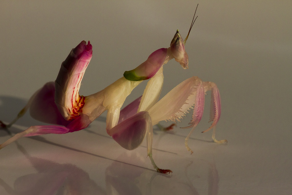 An Orchid Mantis on a white surface