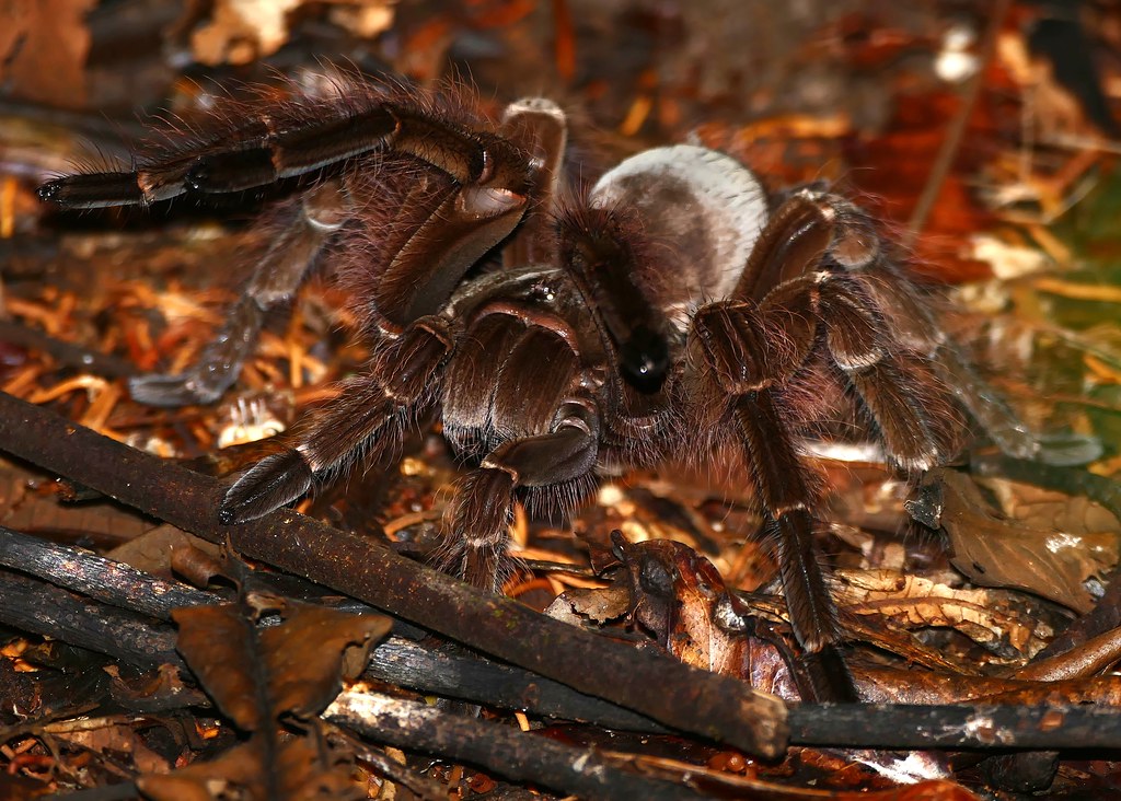 Goliath Tarantula spider on a forest floor