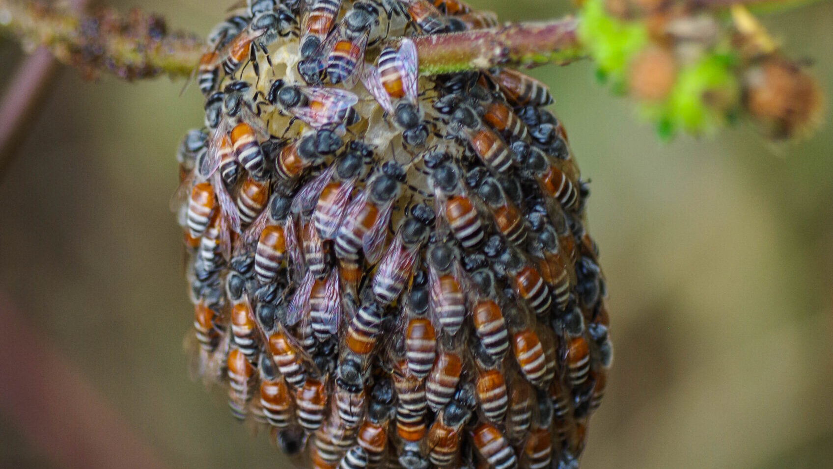 The Evolution of Insect Societies: From Solitary Survival to ...